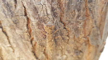 A closeup shot of a grasshopper on a tree trunkの写真素材