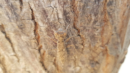 A closeup of a brown bug on a tree in the forest