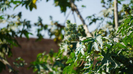Castor oil plant with unripe seeds on its branches.の写真素材