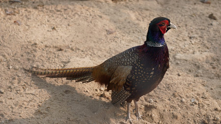 Pheasant (Phasianus colchicus) on sand