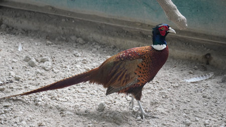 Pheasant (Phasianus colchicus) in an enclosureの写真素材