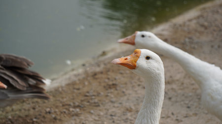 Close up of white geese on the pond with blurred background.の写真素材