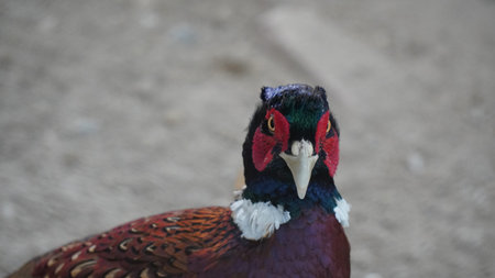 Portrait of a male pheasant with a red beakの写真素材