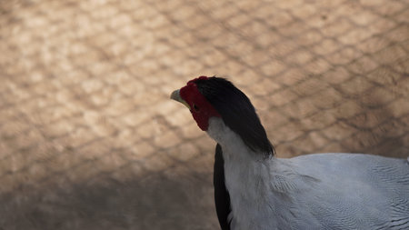 A closeup shot of a male guinea fowl on a farmの写真素材