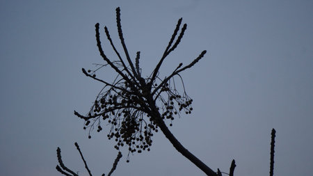 Silhouette of a tree with seeds in front of blue skyの写真素材