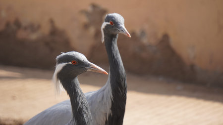crowned cranes in a zoo, closeup of photo
