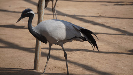 Red-crowned crane, Grus japonensis, single bird on groundの写真素材