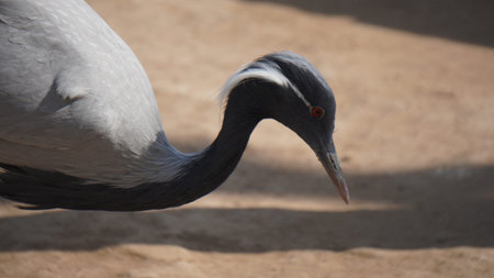 Close up of the head of a red-crowned craneの写真素材