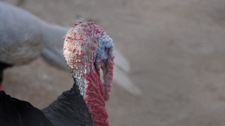 turkey in the farm close up. selective focus on the headの写真素材