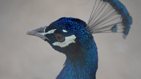 Peacock head close up. Blue peacock head with feathers.