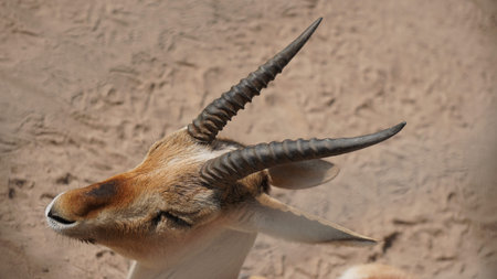 Close-up of a gazelle antelope (Gazella gazella)