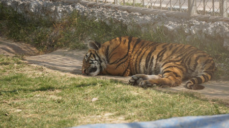 Siberian Tiger (Panthera tigris altaica)