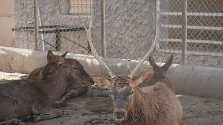 Deer in the zoo. Deer in the zoo. Wild animals.の写真素材
