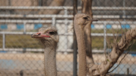 Ostrich in the zoo. The ostrich is a large flightless bird.