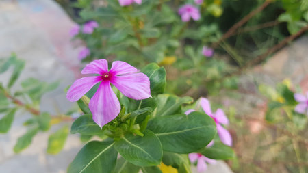Pink Periwinkle flower blooming in the garden with blurred background