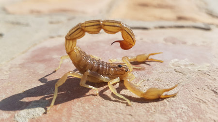 Scorpion on the ground in the garden. (Heterometrus imperator)