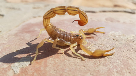 Scorpion on the floor in the garden. (Heterometrus scorpion)