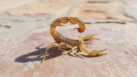 Scorpion (Heterometrus imperator) on the groundの写真素材