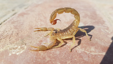 Scorpion on the floor in the garden. Close up.の写真素材