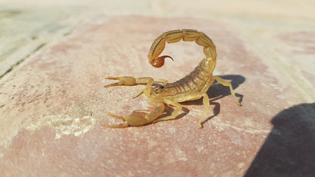Scorpion on the floor in the garden, close-upの写真素材