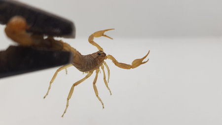 Scorpion on a white background. (Heterometrus sp.)