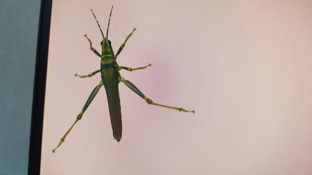 Close up of a grasshopper on a white background, with space for textの写真素材