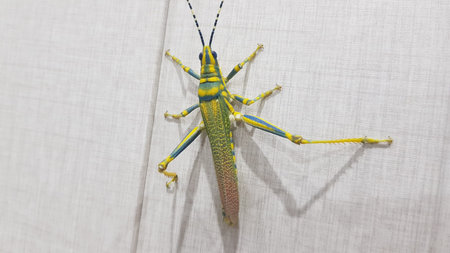 Colorful grasshopper on a white background. Macro shot.