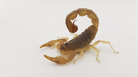 Scorpion isolated on white background. (Heterometrus scorpion)の写真素材