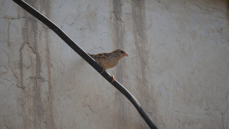 A sparrow sits on a cable against a background of white wallの写真素材
