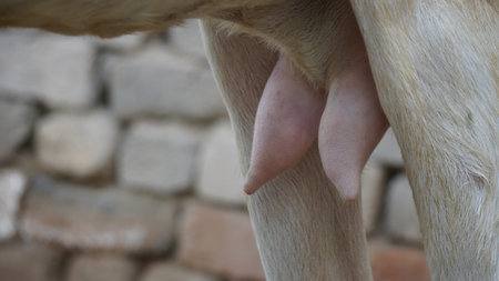 Close-up of a dog's foot with pink nail in itの写真素材