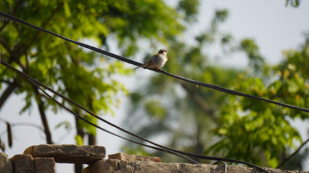 Sparrow perched on a wire.の写真素材