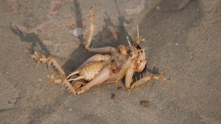 Grasshopper on the beach in the morning, close up