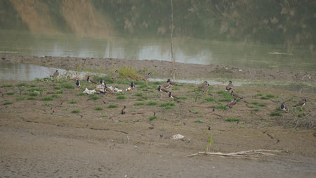 wild birds in their natural habitat, nature series, north china