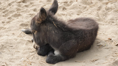 donkey lying on the sand at the beach in the summer.の写真素材
