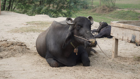 Thai buffalo in the farm, Thailand. (Bubalus bubalis)の写真素材