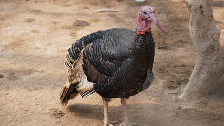 turkey in the farm, close up of the head and neckの写真素材
