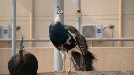 Peacock in the zoo. The peacock is a large bird.の写真素材