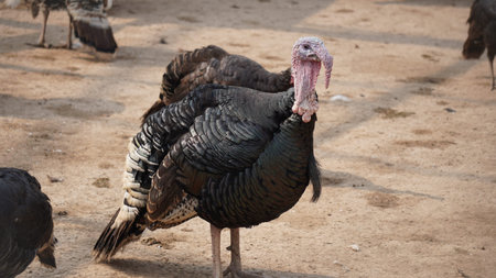 turkey on the farm, selective focus, close-up.