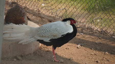 Pheasant in a cage at a zoo. Close up.の写真素材