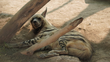 Spotted hyena lying on the ground and eating a stick.の写真素材