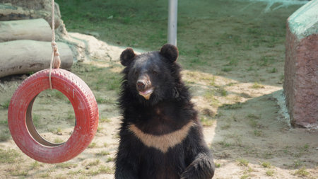 Black bear sitting on a swing and eating a red rubber ring.の写真素材