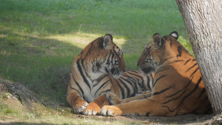 Bengal tiger (Panthera tigris altaica)