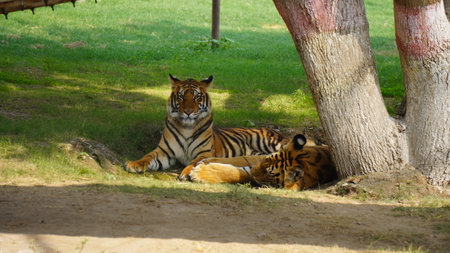 Siberian Tiger (Panthera tigris altaica)