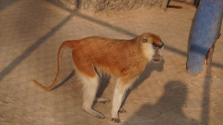 Monkey in the zoo.