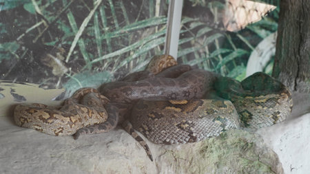 Boa constrictor in a cage