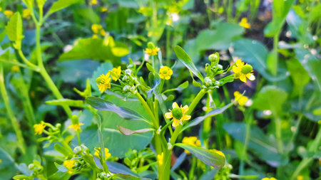 Close up of mustard flowers in the field. Selective focus.