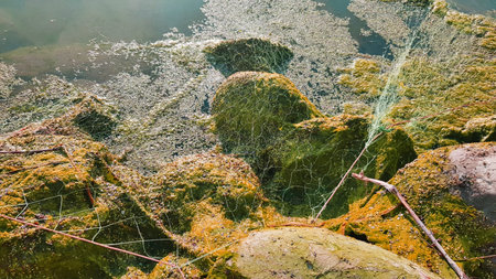 spider web on the rock in the water, closeup of photo