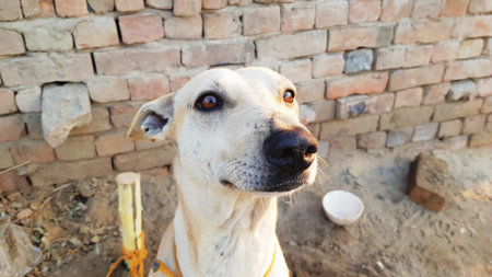 Thai dog sitting on ground with brick wall background, Thailand.