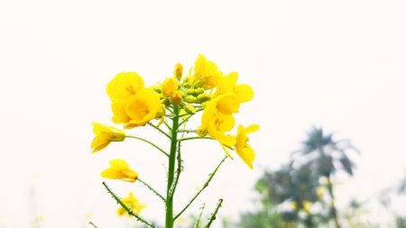 Beautiful yellow flower in the garden, selective focus, nature backgroundの写真素材