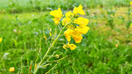 Yellow flower with rain drops on green grass background, selective focus.